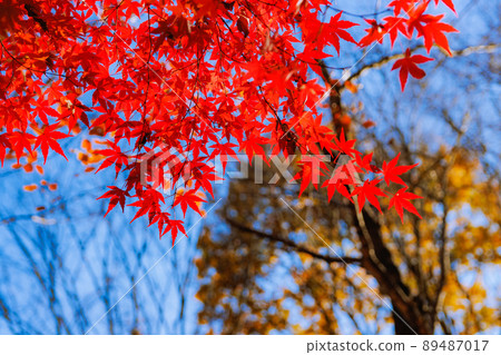 Autumn leaves in the park 40 Autumn leaves in the park 40 89487017