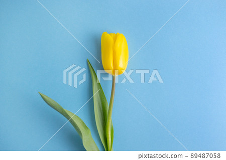 Yellow tulip flower on blue background.Russia ukraine conflict. Ukraine flag color. Border conflict. Russia vs ukraine. War concept. 89487058