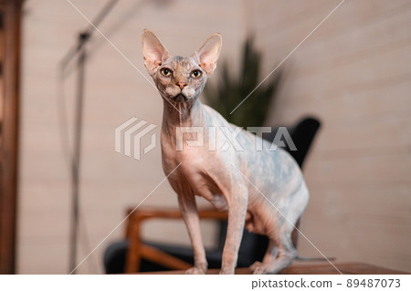 Portrait of Canadian Sphynx Cat kitten blue mink with white color with big blue eyes sitting on light background. Close-up front view of beautiful hairless female kitten. 89487073