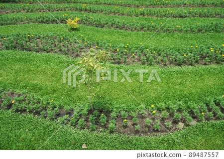 park, flower garden, flower field 89487557