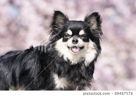 Bust up of blue sky, weeping cherry tree and smiling Chihuahua Bust up of blue sky, weeping cherry tree and smiling Chihuahua 89487578