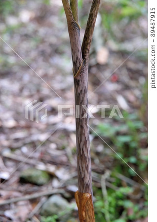 Mamshitsa Mamshitsa 89487915