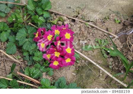 Blooming springtime's gardens, young primrose  in the countryside near Zagreb, Croatia 89488159