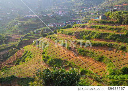 Fields on Sri Lanka Fields on Sri Lanka 89488367