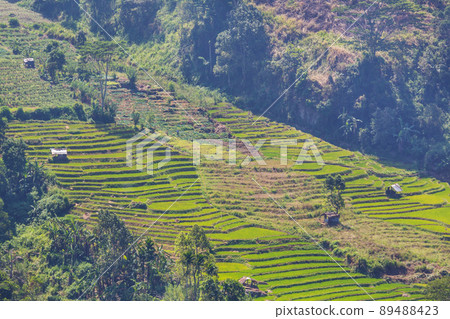 Rice field 89488423
