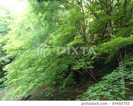 Satoyama Satoyama 89488785
