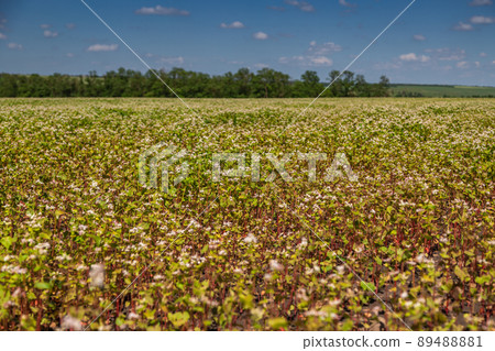 Buckwheat blooms in the field. White flowers. Sky with dark clouds. 89488881