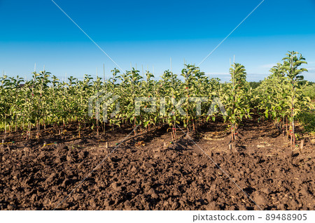 Apple tree seedlings in the nursery on drip irrigation Apple tree seedlings in the nursery on drip irrigation 89488905