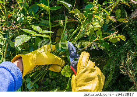 Pruning rose bushes in the fall. Garden work. The pruner in the hands of the gardener. 89488917
