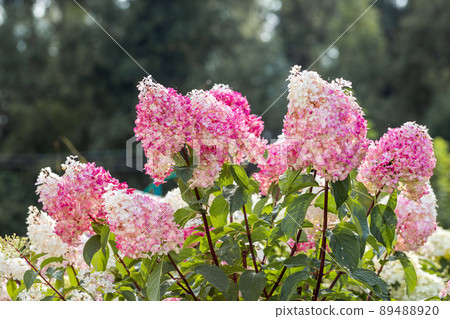 Hydrangea paniculata Vanille Fraise on a stem Hydrangea paniculata Vanille Fraise on a stem 89488920