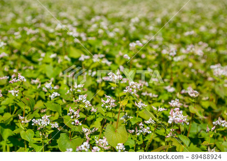 Buckwheat blooms in the field. White flowers. Sky with dark clouds. 89488924