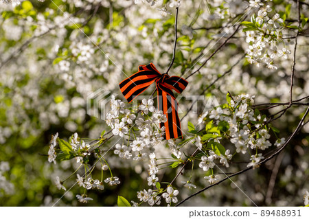 St. George's Ribbon Tied to Cherry Blossoms for May 9 Victory Day 89488931
