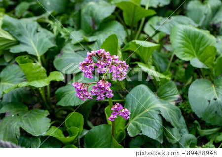 Close-up of badan Bergenia crassifolia blooming in a flower bed in May 89488948