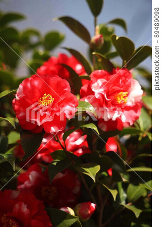 茶花開紅色斑點 89489098