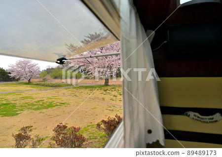 Don't miss spring! Cherry-blossom viewing in a camper in the rain 89489173
