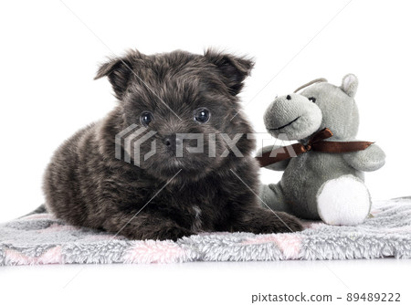 puppy shih tzu in studio puppy shih tzu in studio 89489222