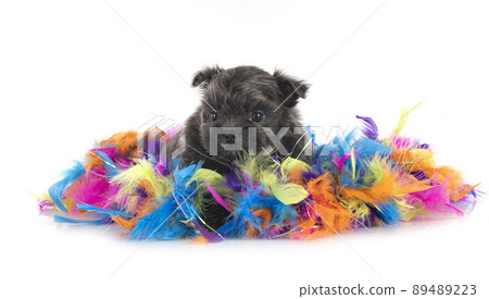 puppy shih tzu in studio puppy shih tzu in studio 89489223