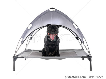 staffordshire bull terrier staffordshire bull terrier 89489224