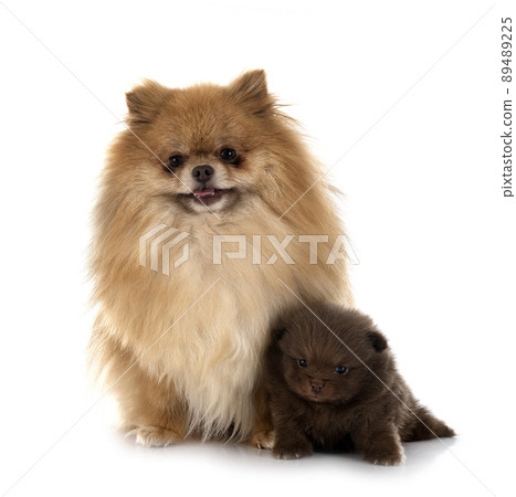 pomeranians in studio pomeranians in studio 89489225