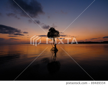 Loop-root mangrove and sunset 89489334