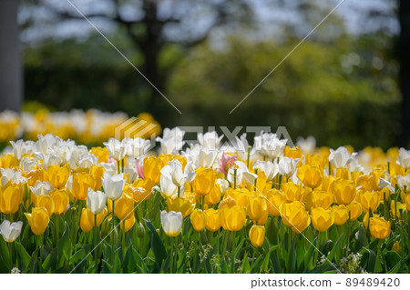 春天的佛羅倫薩宮崎駿 春天的佛羅倫薩宮崎駿 89489420