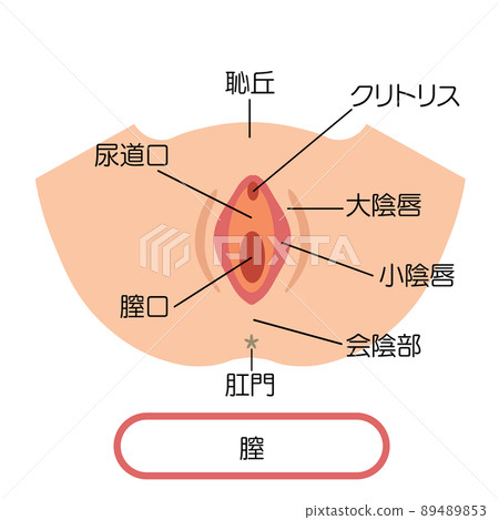 陰道的女性生殖器的插圖 陰道的女性生殖器的插圖 89489853