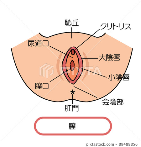 陰道的女性生殖器的插圖 89489856