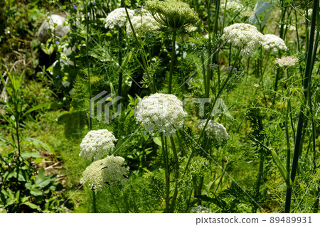 Ginseng flowers 89489931
