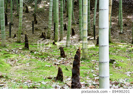Bamboo grove Bamboo grove 89490201