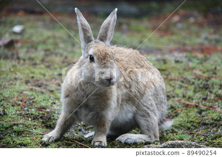 Rabbit Rabbit 89490254