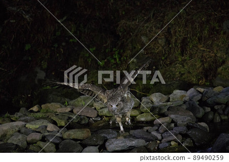 Shimous owl 89490259