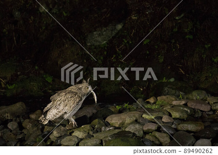 Shimous owl 89490262