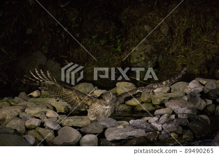 Shimous owl 89490265