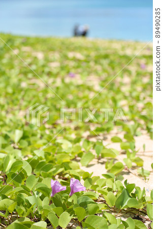 沖繩蔚藍的大海和盛開的旋花 沖繩蔚藍的大海和盛開的旋花 89490285