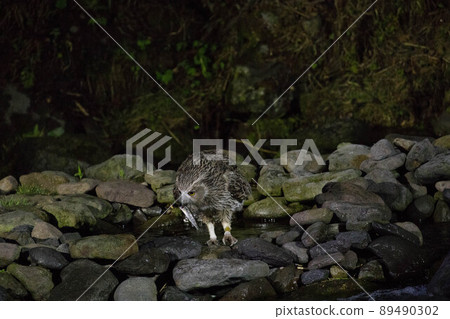 Shimous owl 89490302