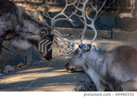 有角的馴鹿 89490350