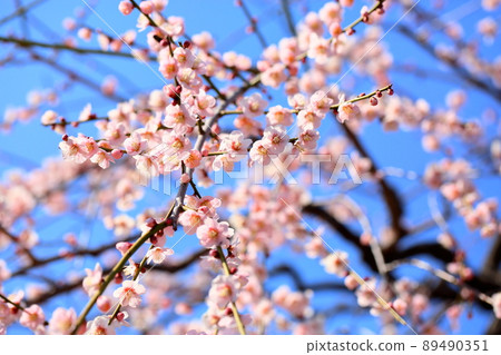 梅花粉色垂枝梅 89490351
