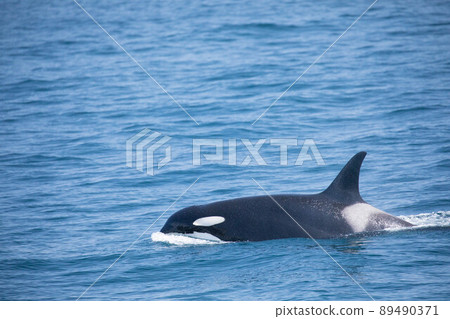 Orcases Orcases 89490371