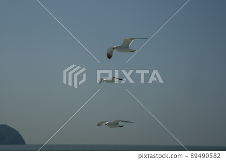 海鷗 89490582