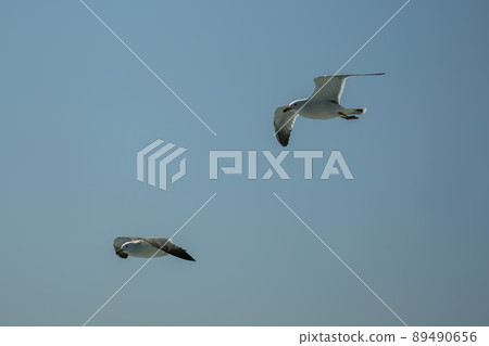 Seagull Seagull 89490656