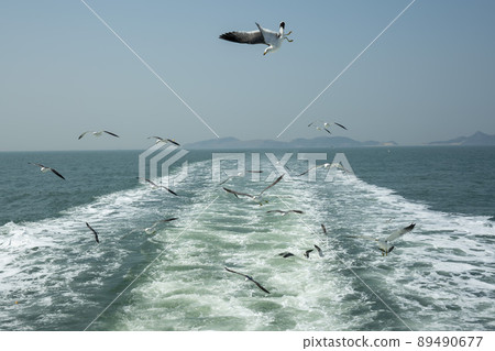 海鷗 89490677