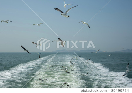 海鷗 89490724