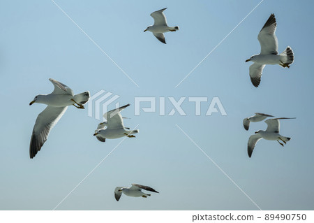 Seagull Seagull 89490750