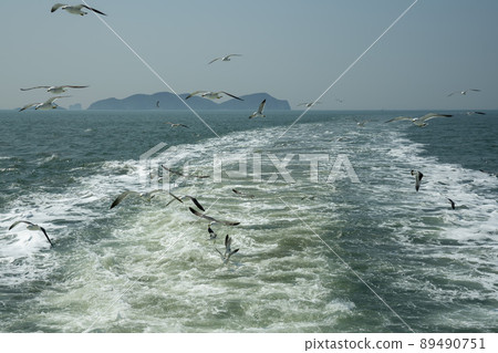 海鷗 海鷗 89490751