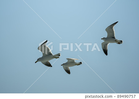海鷗 海鷗 89490757