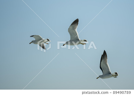 Seagull 89490789