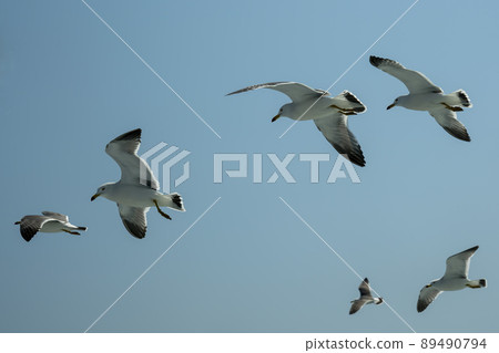 海鷗 89490794