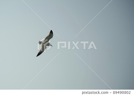 Seagull 89490802