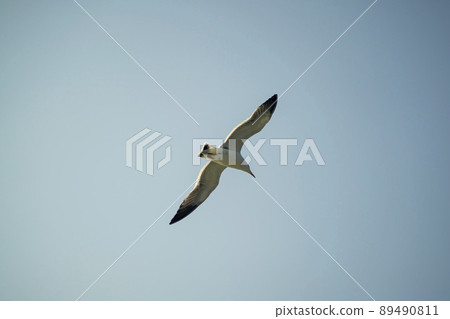 Seagull 89490811