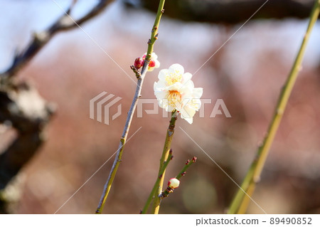 梅花小梅 梅花小梅 89490852